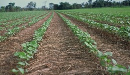 Combating desertification