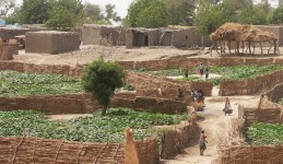 Carbon in dryland soils