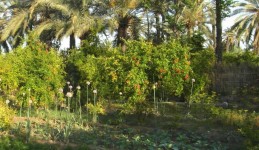 Traditional oasis © RADDO