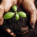 Biochar_Answer