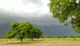 Landscape, onset of the rainy season. Burkina Faso. © D. Masse