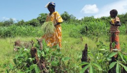 Harvesting fonio (Guinea) © A. Barnaud