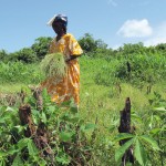 RecolteFonioGuinee_CreditA-Barnaud-IRD