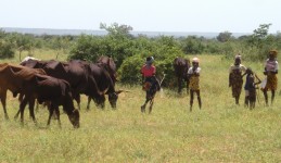 A female cowherd and two young Fulani cowherds tending a small herd of Bororo cows. (Niger). © P. Hiernaux