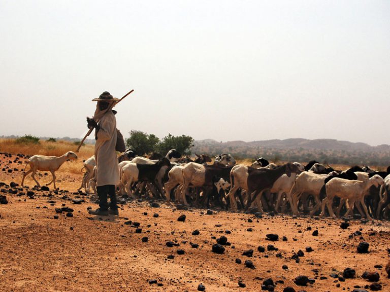Biodiversity and land degradation in dryland areas – Role of pastoralism