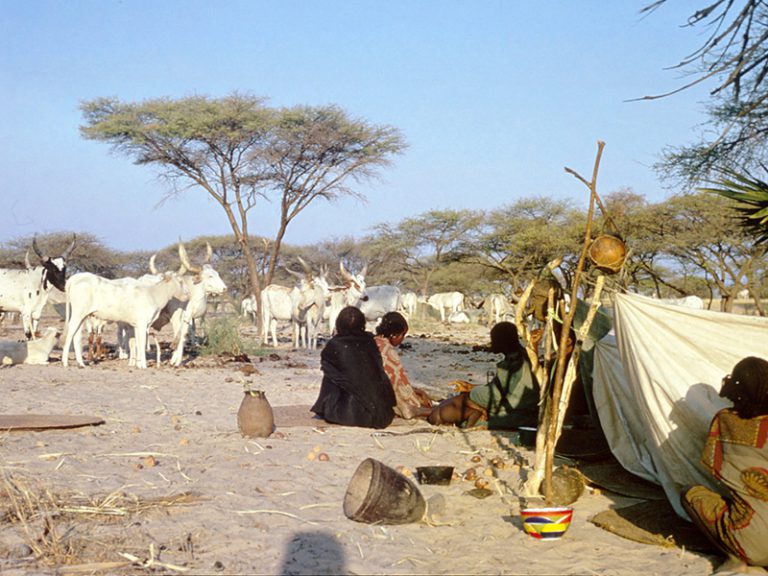 Campement et troupeau d'éleveurs nomades sur une Óle du lac Tchad.
