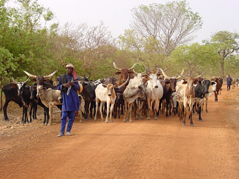 Pastoralism in dryland areas