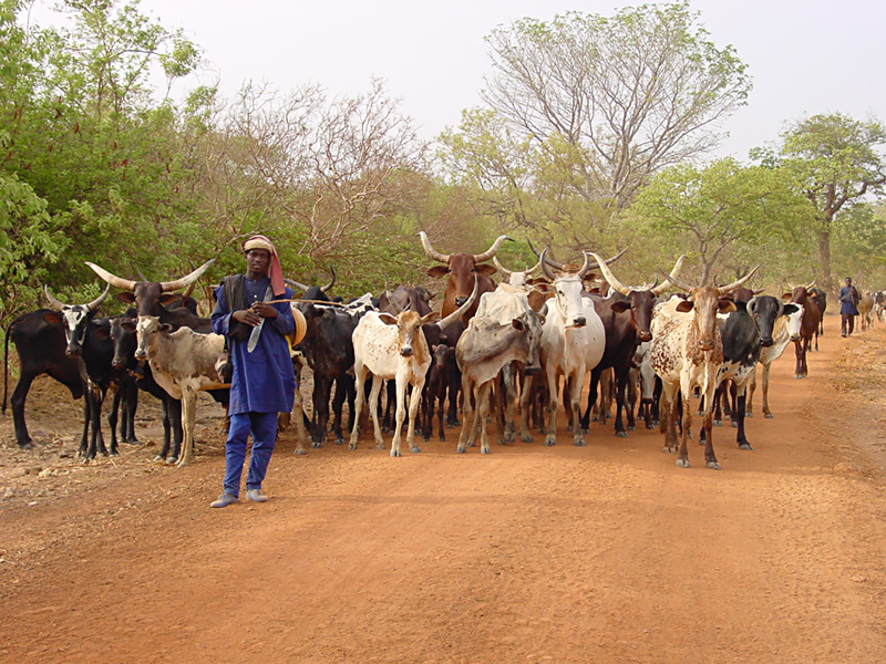 CSFD announces the publication of the “Dossier thématique” on Pastoralism in drylands…