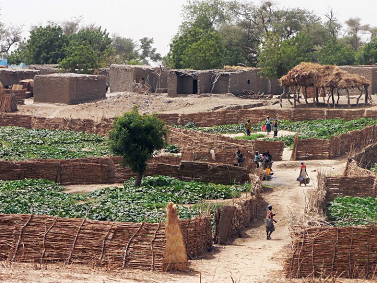 Jardins irrigués au Niger