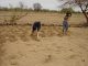 PrÈparation d'un champ de ZaÔ dans la province du Yatenga, au Burkina Faso.
Le ZaÔ est une technique traditionnelle de prÈparation du sol qui consiste ‡ faire des trous avec un petit amÈnagement pour rÈcupÈrer un peu d'eau de ruissellement, puis d'y semer les graines de mil ou de sorgho afin de rendre moins sensibles les semis en cas de pluviomÈtrie irrÈguliËre.